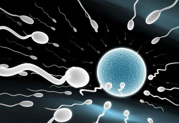 服用威而鋼類藥物可以促進精子和卵子的結合，提高受孕率
